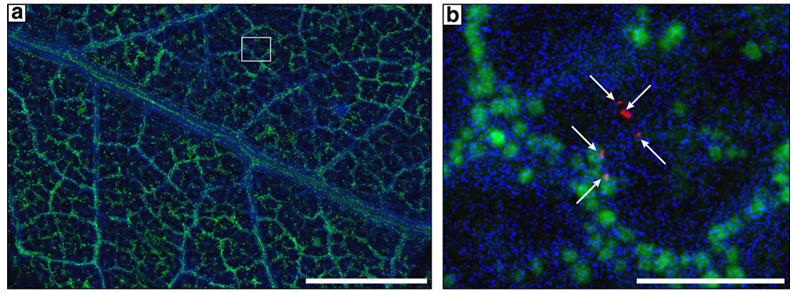 Xray fluorescence images 